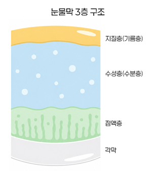 각막 단면 확대 이미지